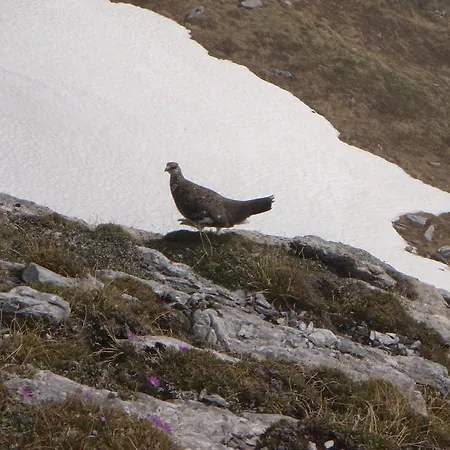 Haus Bergfried Trins