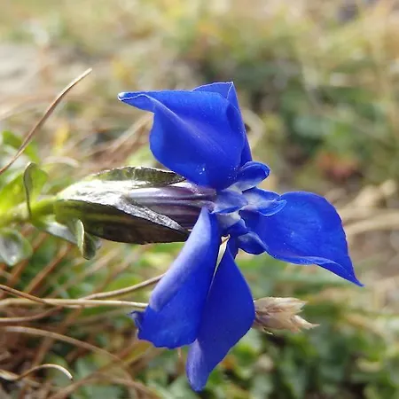 Apartment Haus Bergfried *