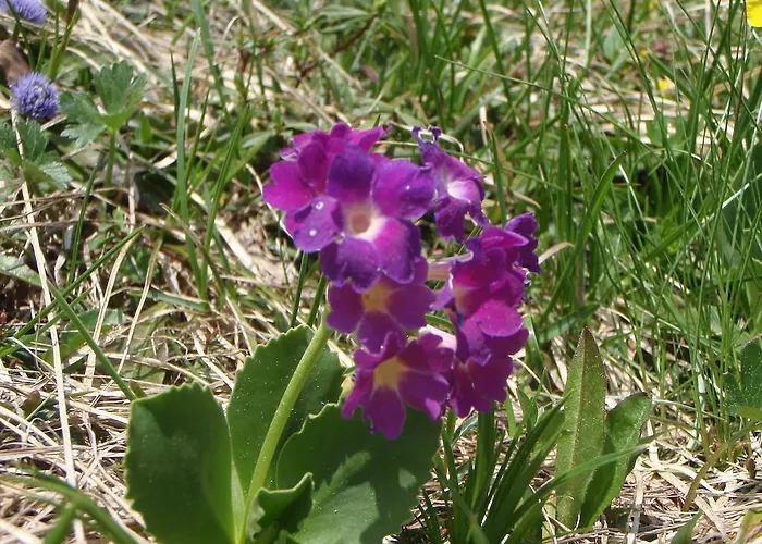 Haus Bergfried Trins