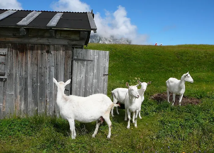 贝尔格弗里德之家公寓 公寓 *