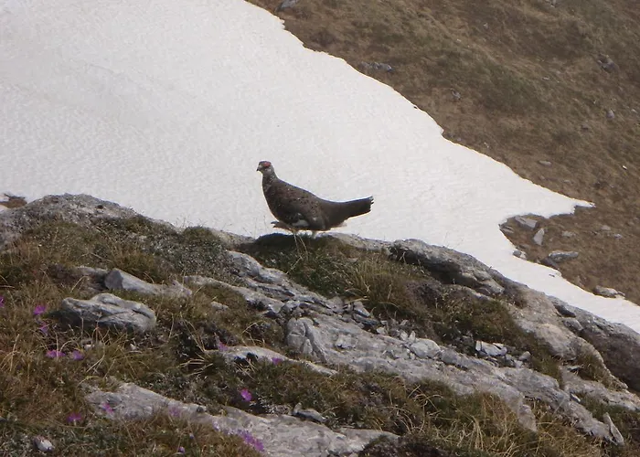 贝尔格弗里德之家公寓 堤林斯