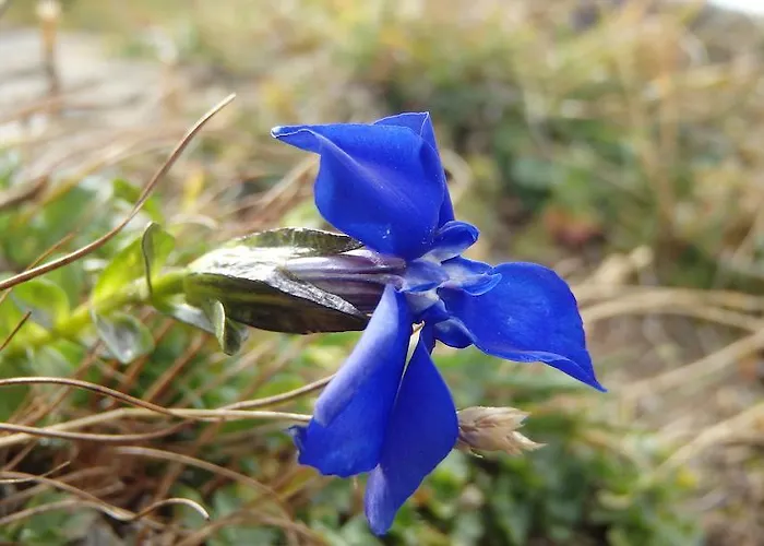 アパート Haus Bergfried *