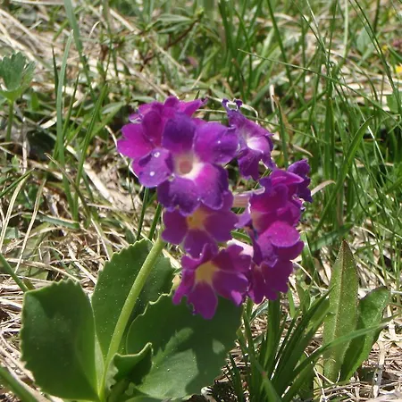 Haus Bergfried Trins